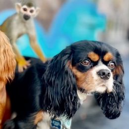 Cavalier King Charles Spaniels from Caring Cavaliers