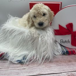 Goldendoodle, Labradoodle, Poodle, and Sheepadoodle Puppies from Osage Puppies