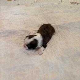 Tucker - Brindle and white male Shih Tzu puppy in Buffalo, New York from Irish Eyes ShihTzu