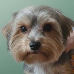 whiskey - Black tan and white Biewer Terrier puppy in Chesapeake, Virginia from Bellissima Biewers & Yorkies