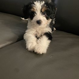 Aussiedoodle Puppies from Lovable Doodles SA