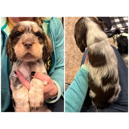 Dolly Parton - English Springer Spaniel puppy in Clinton, Missouri from Twin Ridge Springers
