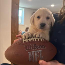 Bear- White English Lab- orange collar - Yellow male Labrador Retriever puppy in Isanti, Minnesota from Four Corners Family Labs