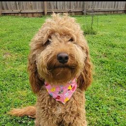Reba - Goldendoodle