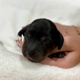 AKC black and tan female - Black and tan female Dachshund puppy in Ozark, Alabama from Honey Hill Dachshunds