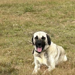 Kangals from Hidden Meadow Ranch