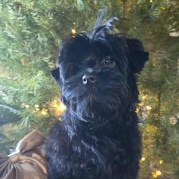 Milo - Black and tan male Yorkshire Terrier puppy in Jacksonville, Florida from Lisa's Yorkshire Terriers