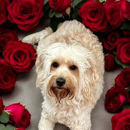 LeeLou - Goldendoodle
