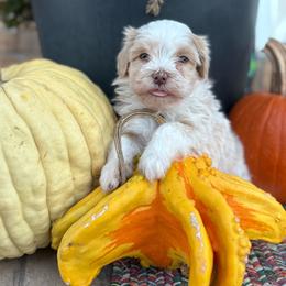 Johnny Deere - Red sable male Havanese puppy in Reese, Michigan from Windy Hill Havanese