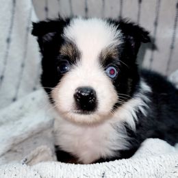 Larson at least one blue eye - Black tri male Toy Australian Shepherd puppy in Garvin, Oklahoma from Hochatown Awesome Aussies