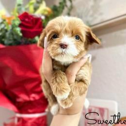 Sweetheart - Caramel red female Australian Labradoodle puppy in Palmdale, California from Doodles_Ko