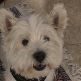 Andy - West Highland White Terrier