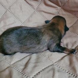 Olive - Chocolate and tan female Pomeranian puppy in Bellevue, Iowa from Fluffy Wonders Poms and Doodles