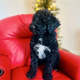 Riolu - Black female Goldendoodle puppy in Twin Falls, Idaho from Burrow & Bone