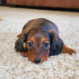 Dachshunds from Cronny Dachshunds