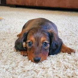Dachshunds from Cronny Dachshunds