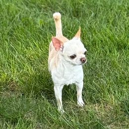 Abel - Chihuahua