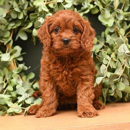 Female 2 - Apricot female Cavapoo puppy in Port Orange, Florida from Royal doodles of Florida