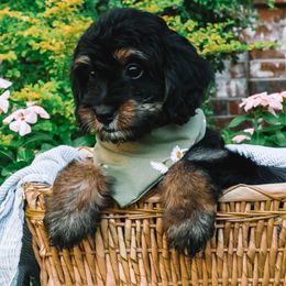 Hot Pink Girl - Phantom female Bernedoodle puppy in Mckinney, Texas from Doodles of North Tx