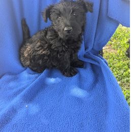 Sally - Black female Scottish Terrier puppy in Chattanooga, Tennessee from Oodles of Cuties!