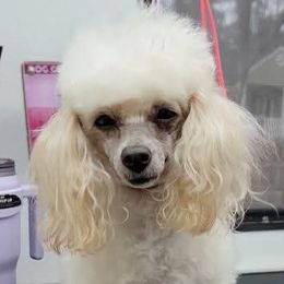 Maizy - Poodle