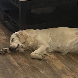 Fiona - Golden Retriever