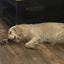 Fiona - Golden Retriever