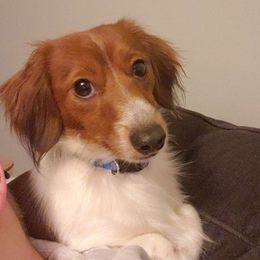 Bear - Dachshund