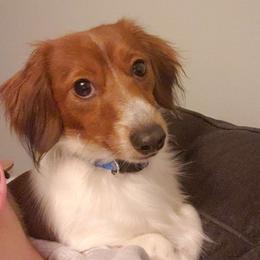 Bear - Dachshund