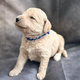 Jo Jo - Cream male Goldendoodle puppy in Houston, Texas from Were The Mack'Doodles
