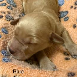 Blue - Apricot male Goldendoodle puppy in Indianapolis, Indiana from ZuGolden Retrievers & Doodles