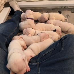 Boy 2 - White male Dogo Argentino puppy in Hammond, Louisiana from Bestiarius Kennels