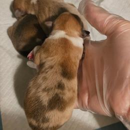 Girl 3 - Red female Pembroke Welsh Corgi puppy in Tomball, Texas from Larsen Loved Corgis