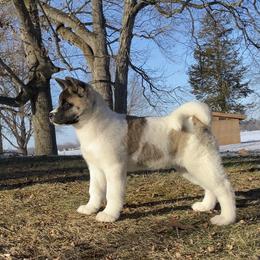 Daisy - Akita puppy from Finesse Akitas