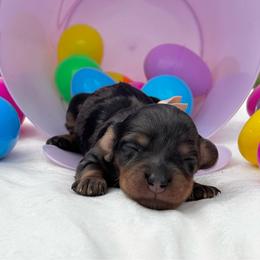 Tiffany - Dapple female Dachshund puppy in Athens, Alabama from Weidenthal Dachshunds