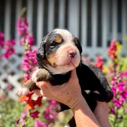 Cody - Black rust and white male Bernese Mountain Dog puppy in Idaho from Bernese By Barzees