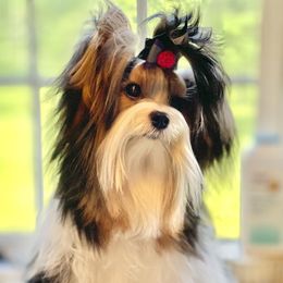 Lolita - Biewer Terrier
