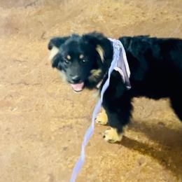 Ulla - Black tri female Miniature Australian Shepherd puppy in Godley, Texas from Nana and Paws Aussies