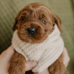 Willow - Red  female Goldendoodle puppy in Patterson, California from Dooling Doodles
