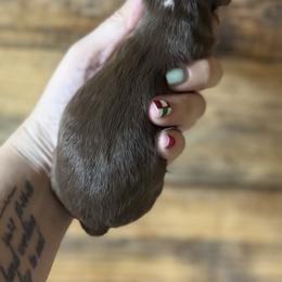 Lil Red - Red tri female Toy Australian Shepherd puppy in Brashear, Texas from Double R farms