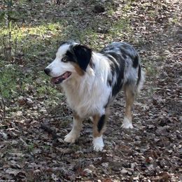 Crosby - Miniature Australian Shepherd