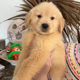 Green plaid boy - Golden male Golden Retriever puppy in Garrison, Montana from Mattiaci Goldens