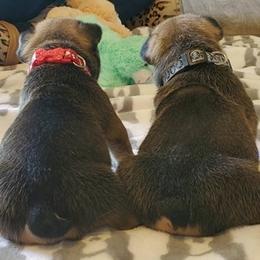 French Bulldog Puppies from Oil Patch Frenchies