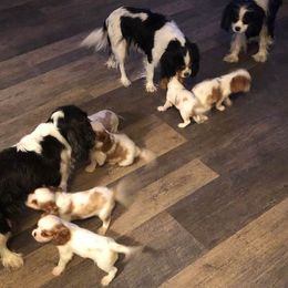 Cavalier King Charles Spaniels and Great Pyrenees from Miller Cavs and Pyrs