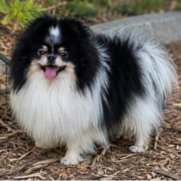 Kaiser - Pomeranian