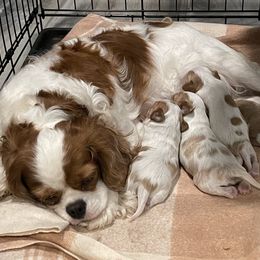 Cavalier King Charles Spaniel Puppies from Buck Creek