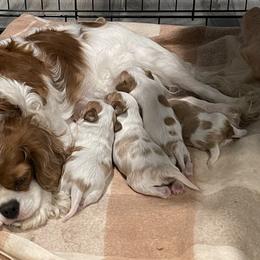 Cavalier King Charles Spaniel Puppies from Buck Creek