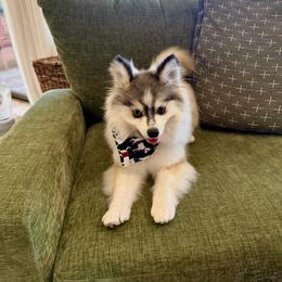 Harley - Gray and white male Pomsky puppy in Cave Creek, Arizona from Arizona Luxury Pomskies