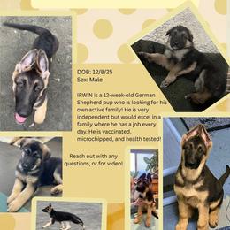 German Shepherd Puppies from Zytut Kennel