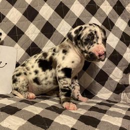 Devereaux - Great Dane puppy in South Carolina from D&M Danes